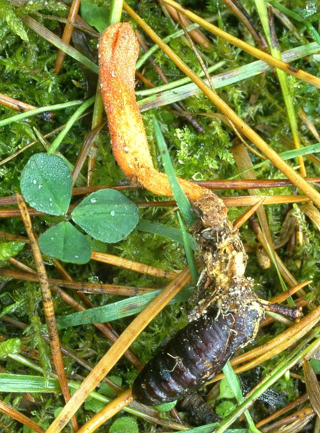 Nấm Cordyceps sinensis và Cordyceps militaris
